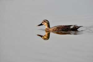 the court of thorns and roses order