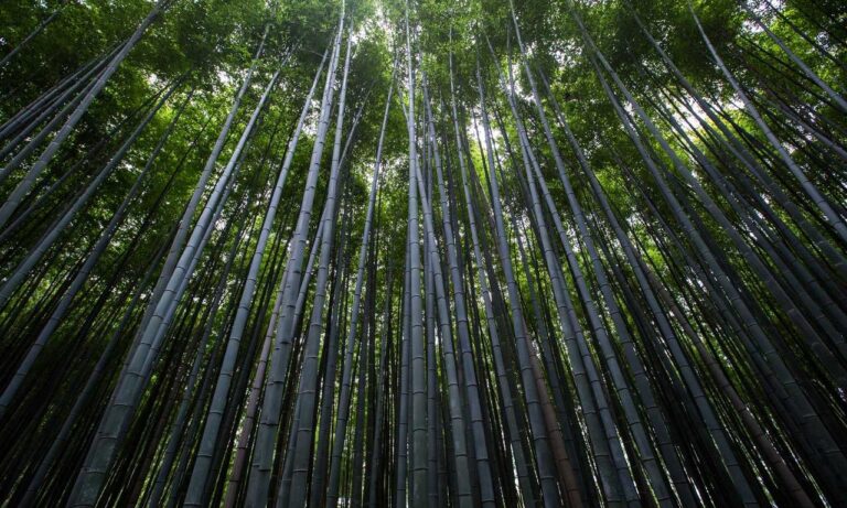 10. which eoc configuration aligns with the on-scene incident organization?