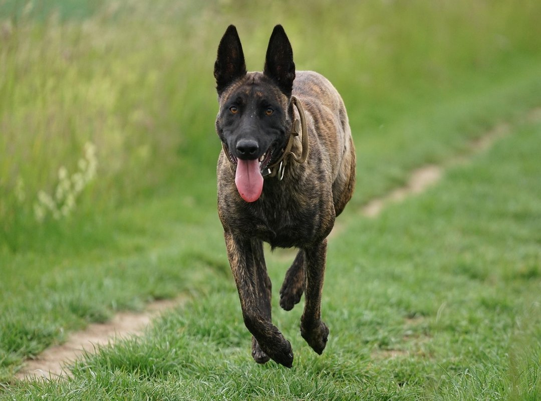 A Quick Overview of the 'Strula' Storyline