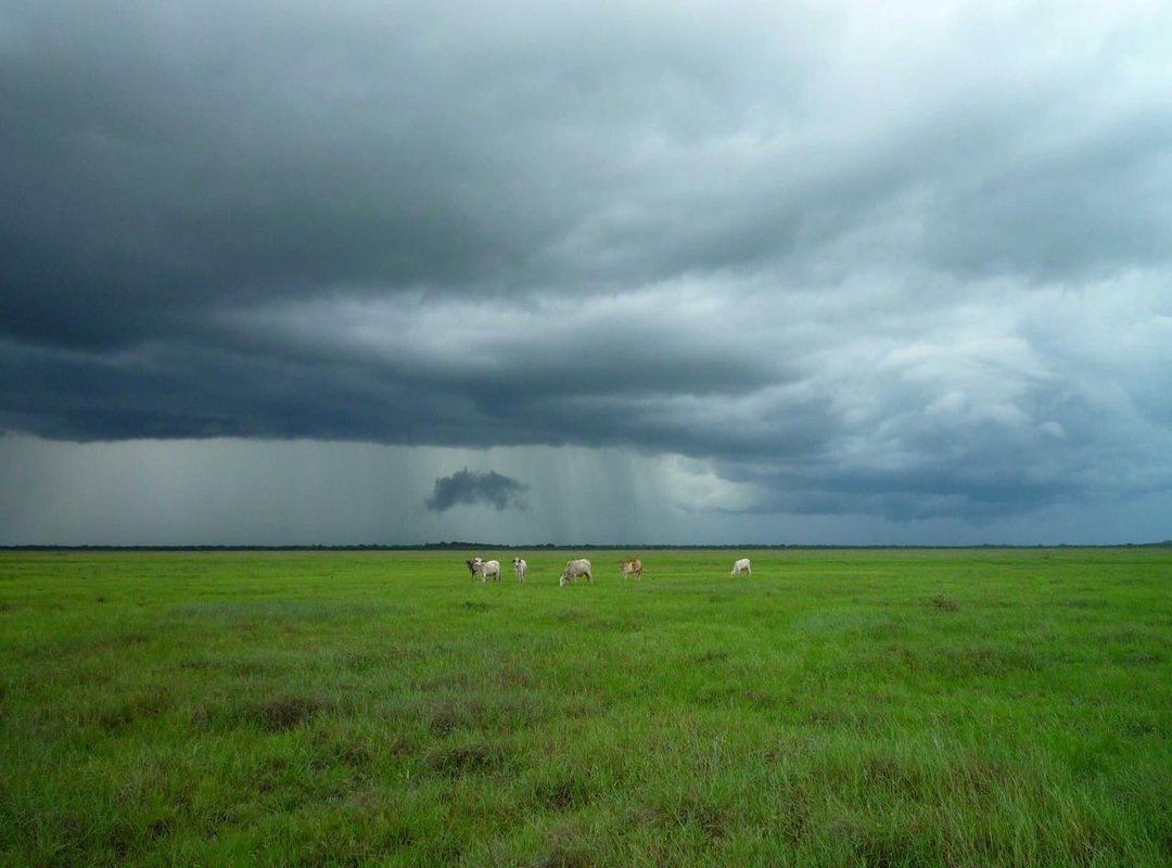 Frequently Asked Questions (FAQs) About Lion with Cubs Tattoos