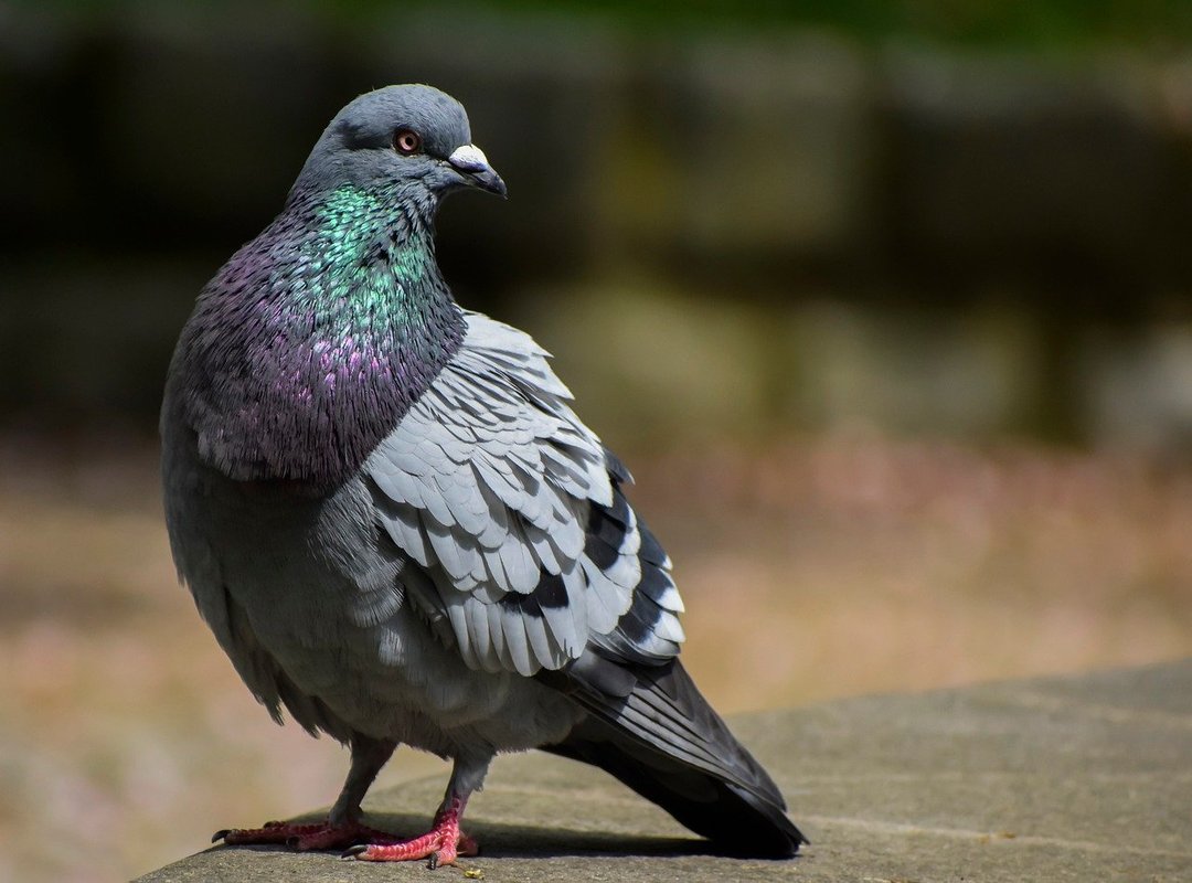 What Sets 5play Apart from Other Platforms